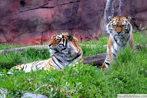 Tigres Tigres