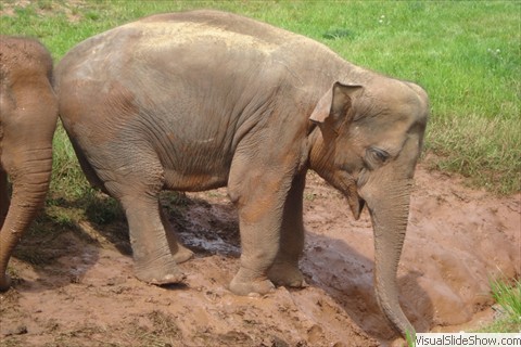 Elephant Elephant