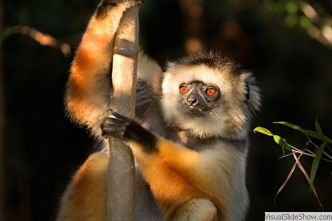 Monkey Monkey