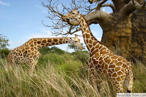Giraffes Giraffes