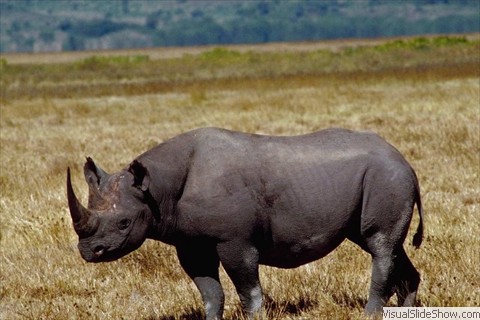 Rhinoceros Rhinoceros