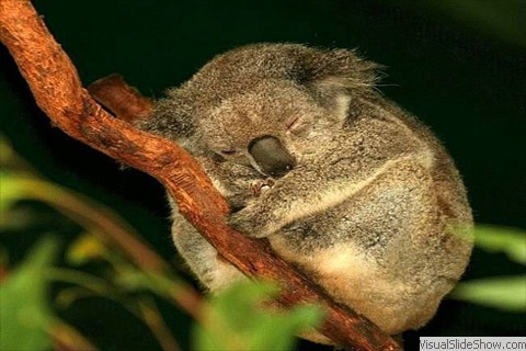Koala Koala