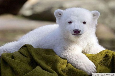 Polar bear Polar bear