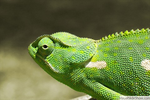Chameleon Chameleon