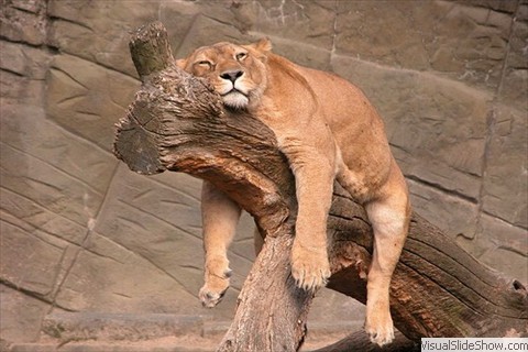 Lioness Lioness