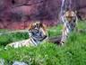 Tigres