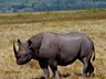 Rhinoceros