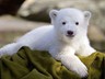 Polar bear