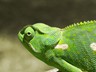 Chameleon