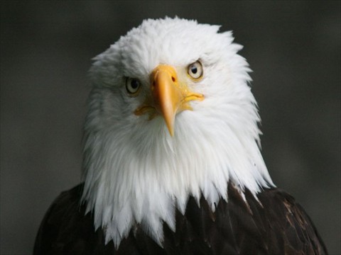 Bald eagle Bald eagle