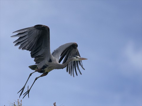 Heron Heron