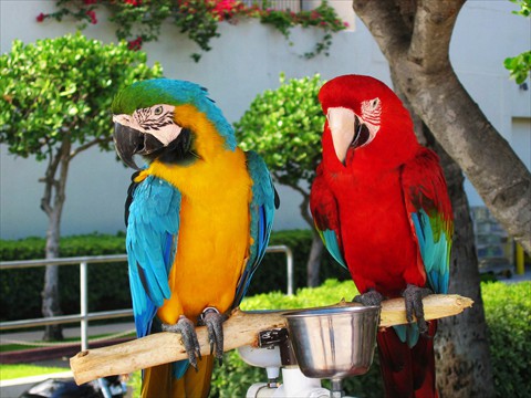 Parrots Parrots