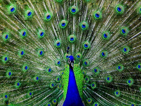 Peacock Peacock