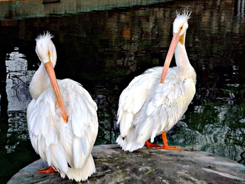 Pelicans Pelicans