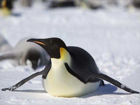 Penguin Penguin
