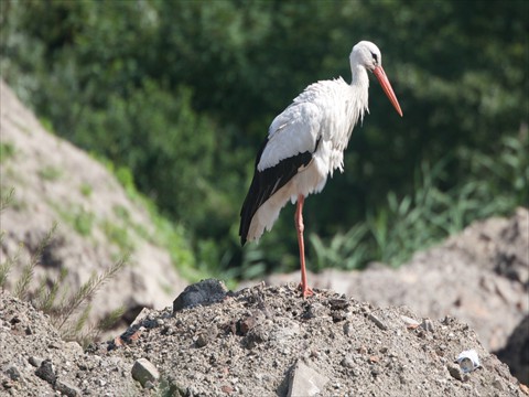 Stork Stork