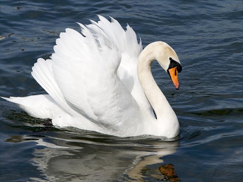 Swan Swan