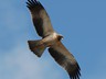 Falcon