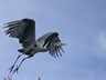 Heron