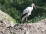Stork