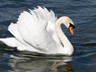 Swan