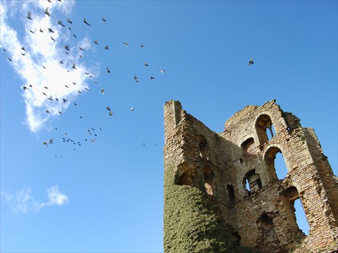 Birds Take Flight Birds Take Flight