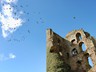Birds Take Flight