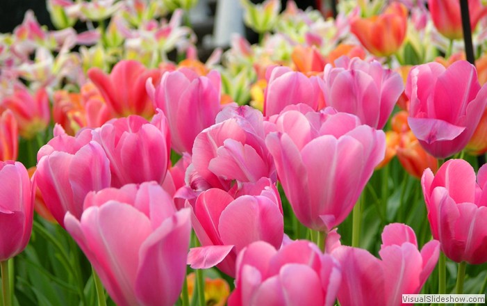 Flowers at Amsterdam