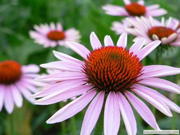Flowers close-up in Folgaria (Italy)