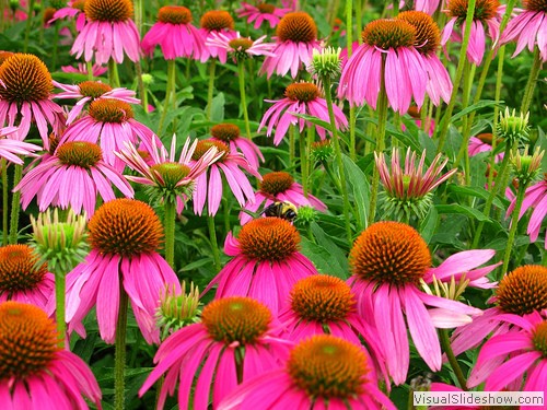 A Bumble Bee feasting on a field of flowers.