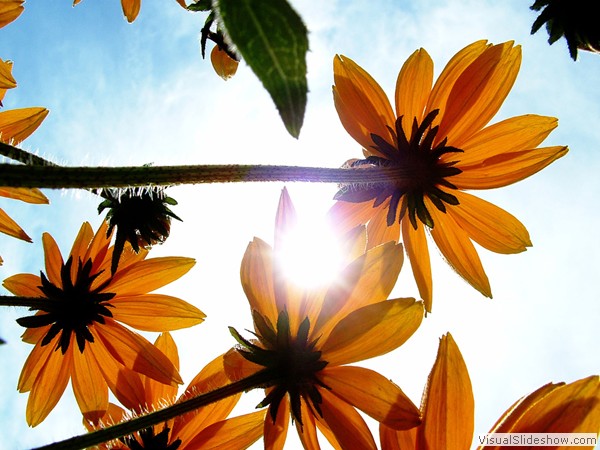 Flowers and Sun
