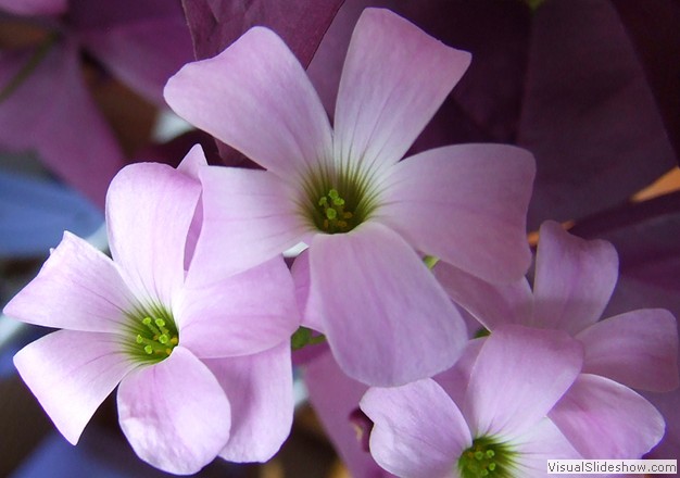 Oxalis Triangularis Flower.