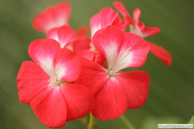 Red flowers