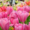 Flowers at Amsterdam