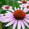 Flowers close-up in Folgaria (Italy)
