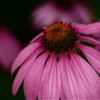Pink flower