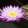 Purple Flower