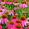 A Bumble Bee feasting on a field of flowers.