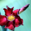 Red flowers
