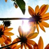 Flowers and Sun
