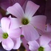 Oxalis Triangularis Flower.