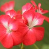 Red flowers