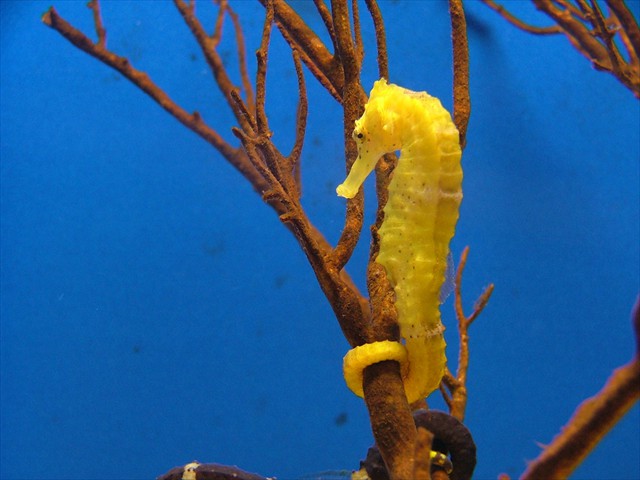 Sea Horse Sea Horse