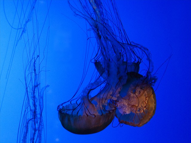 Sea Nettles Sea Nettles