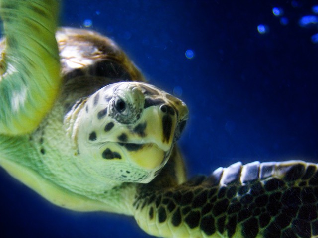 Sea Turtle Sea Turtle