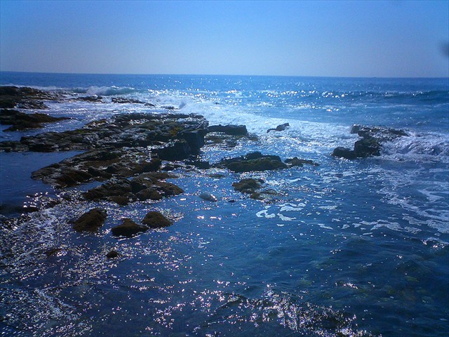 Sea turtle visits for lunch Sea turtle visits for lunch