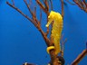 Sea Horse