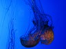 Sea Nettles