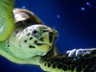 Sea Turtle