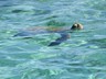 Sea Turtle - Coral Bay